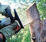 How Our Tree Care Process Works  in  Waupaca, WI